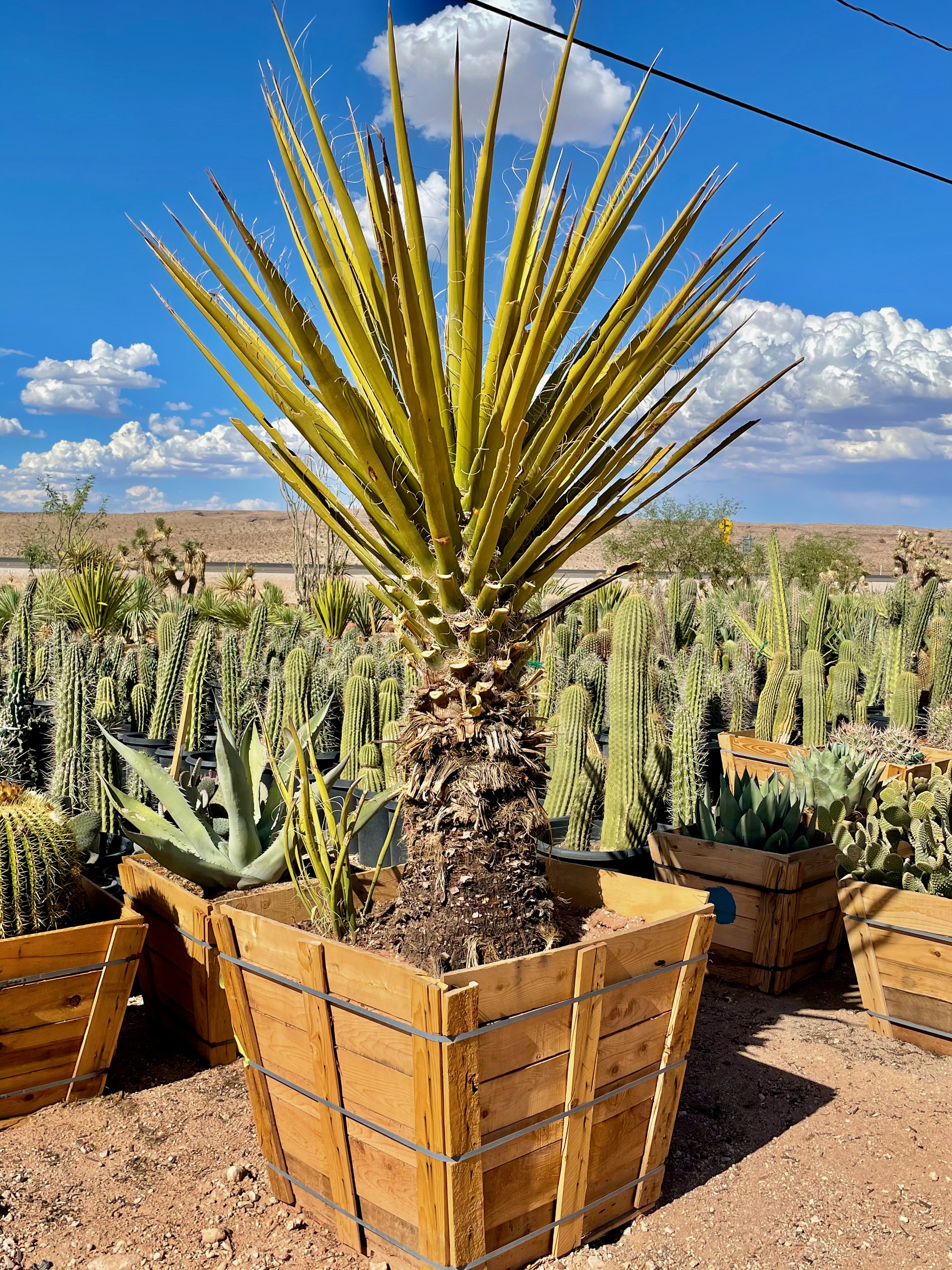 Joshua Tree | Buy Yucca brevifolia Online - Cactus World